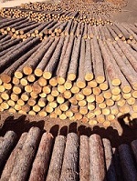 木材期貨年內跌超60% 北美樓市低迷令鋸木廠面臨倒閉風險